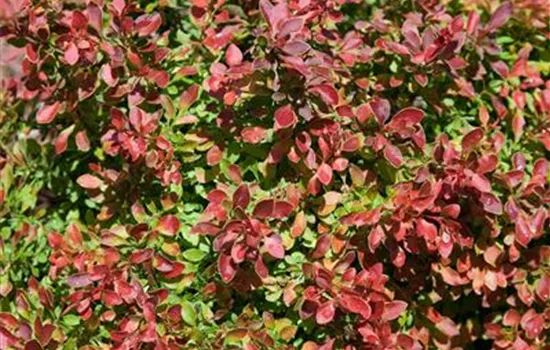 Berberis thunbergii Admiration