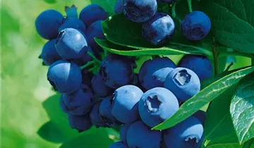 Mini Blues Blueberry