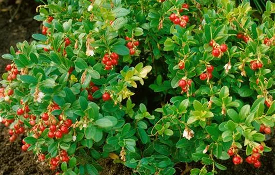 Vaccinium myrtillus 'Koralle' (Heidelbeere)
