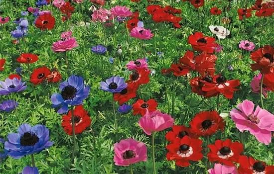Anemone coronaria 'De Caen'