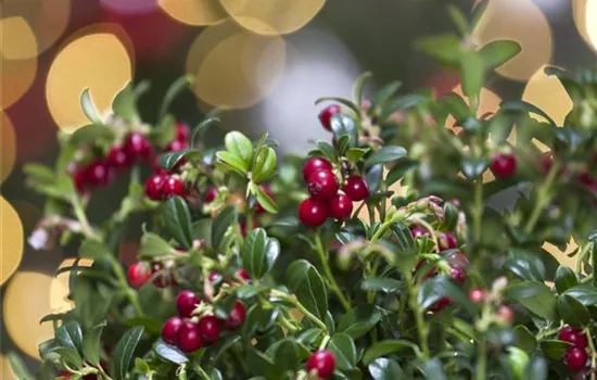 Vaccinium vitis-idaea