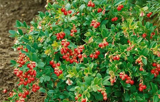 Vaccinium vitis-idaea Red Candy