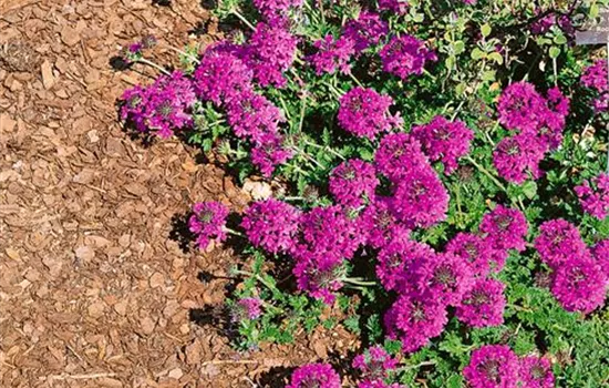 Verbena canadensis 'Homestead Purple'