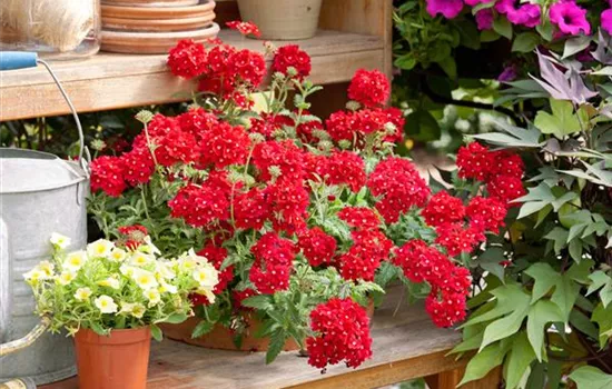Verbena canadensis 'Homestead Red'