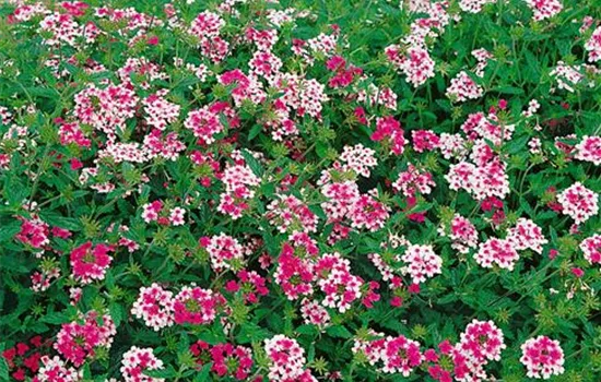 Verbena canadensis 'Ron Deal'