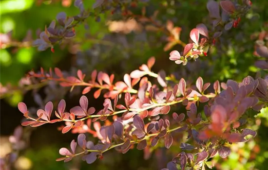 Berberis thunbergii Atropurpurea