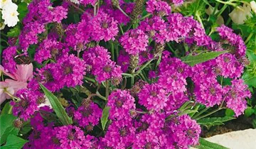 Steifes Eisenkraut