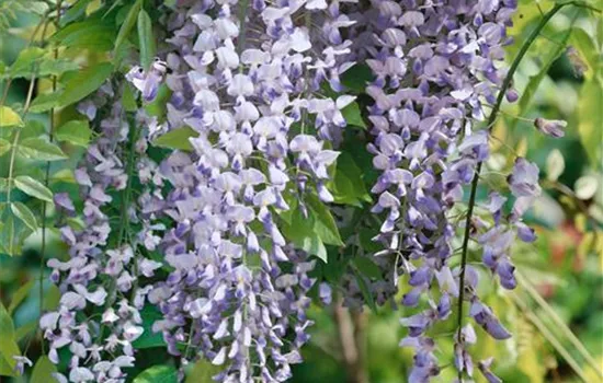 Wisteria brachybotrys