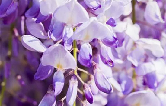 Wisteria floribunda 'Domino'