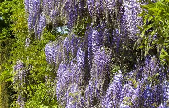 Wisteria floribunda Hon-beni