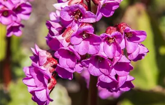 Bergenia cordifolia, rot