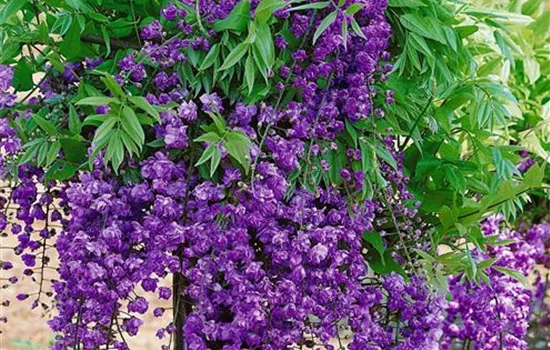 Wisteria floribunda Violacea Plena