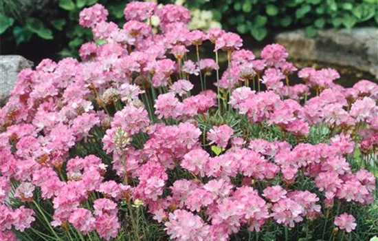 Armeria juniperifolia