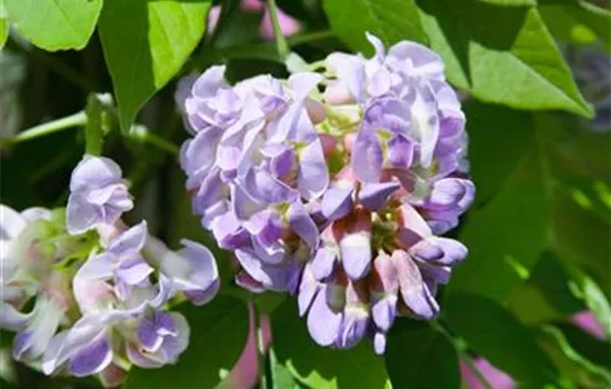 Wisteria frutescens 'Amethyst Falls' ®