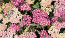 Schafgarbe DESERT EVE 'Deep Rose'