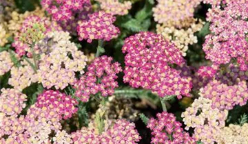 Schafgarbe DESERT EVE 'Deep Rose'