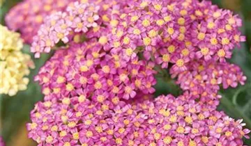 Schafgarbe DESERT EVE 'Deep Rose'