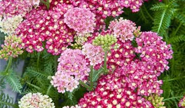 Schafgarbe DESERT EVE 'Deep Rose'