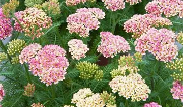 Schafgarbe DESERT EVE 'Deep Rose'