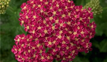 Schafgarbe DESERT EVE 'Deep Rose'