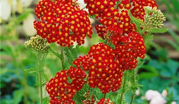 Schafgarbe 'Paprika'