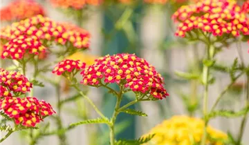 Schafgarbe 'Paprika'