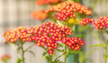 Schafgarbe 'Paprika'