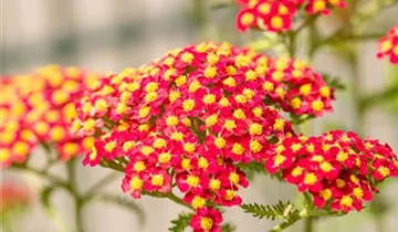 Schafgarbe 'Paprika'