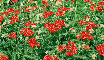 Schafgarbe 'Paprika'