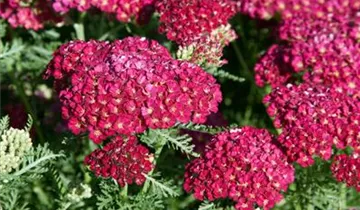 Schafgarbe 'Paprika'