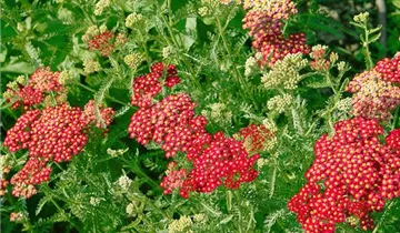 Schafgarbe 'Paprika'