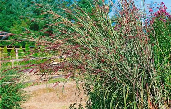 Andropogon gerardii 'Red October'