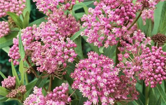 Asclepias incarnata 'Cinderella'