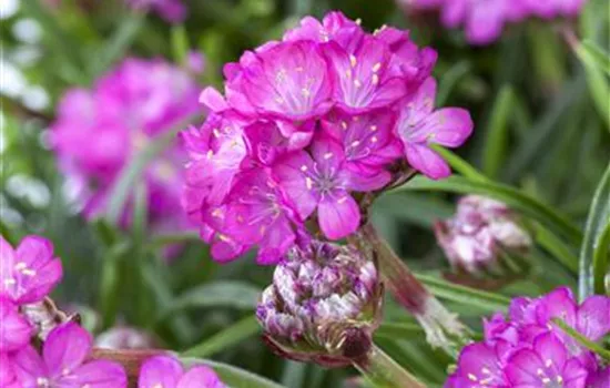 Armeria maritima