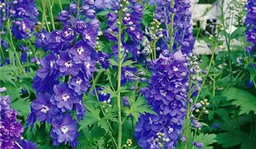 Hoher Garten-Rittersporn 'Pagan Purple'