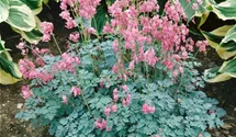 Zwergige Garten-Herzblume 'King of Hearts'