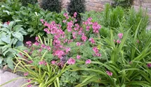 Zwergige Garten-Herzblume 'King of Hearts'