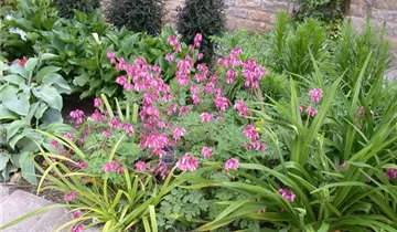 Zwergige Garten-Herzblume 'King of Hearts'
