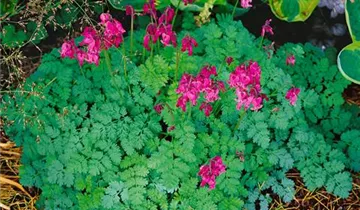 Zwergige Garten-Herzblume 'King of Hearts'