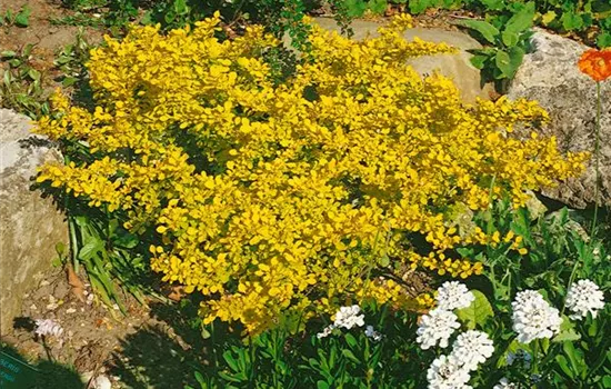Berberis thunbergii 'Aurea'