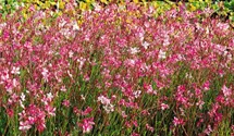 Garten-Prachtkerze 'Siskiyou Pink'