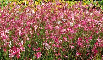 Garten-Prachtkerze 'Siskiyou Pink'