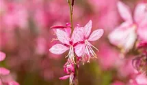 Garten-Prachtkerze 'Siskiyou Pink'