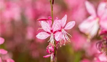 Garten-Prachtkerze 'Siskiyou Pink'