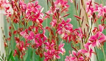 Garten-Prachtkerze 'Siskiyou Pink'