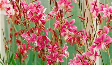 Garten-Prachtkerze 'Siskiyou Pink'