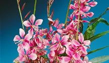 Garten-Prachtkerze 'Siskiyou Pink'