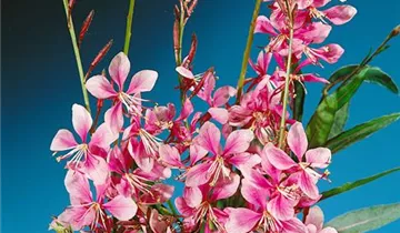 Garten-Prachtkerze 'Siskiyou Pink'