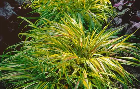 Hakonechloa macra 'Beni-kaze'