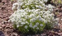 Immergrüne Schleifenblume 'Alexander´s White'